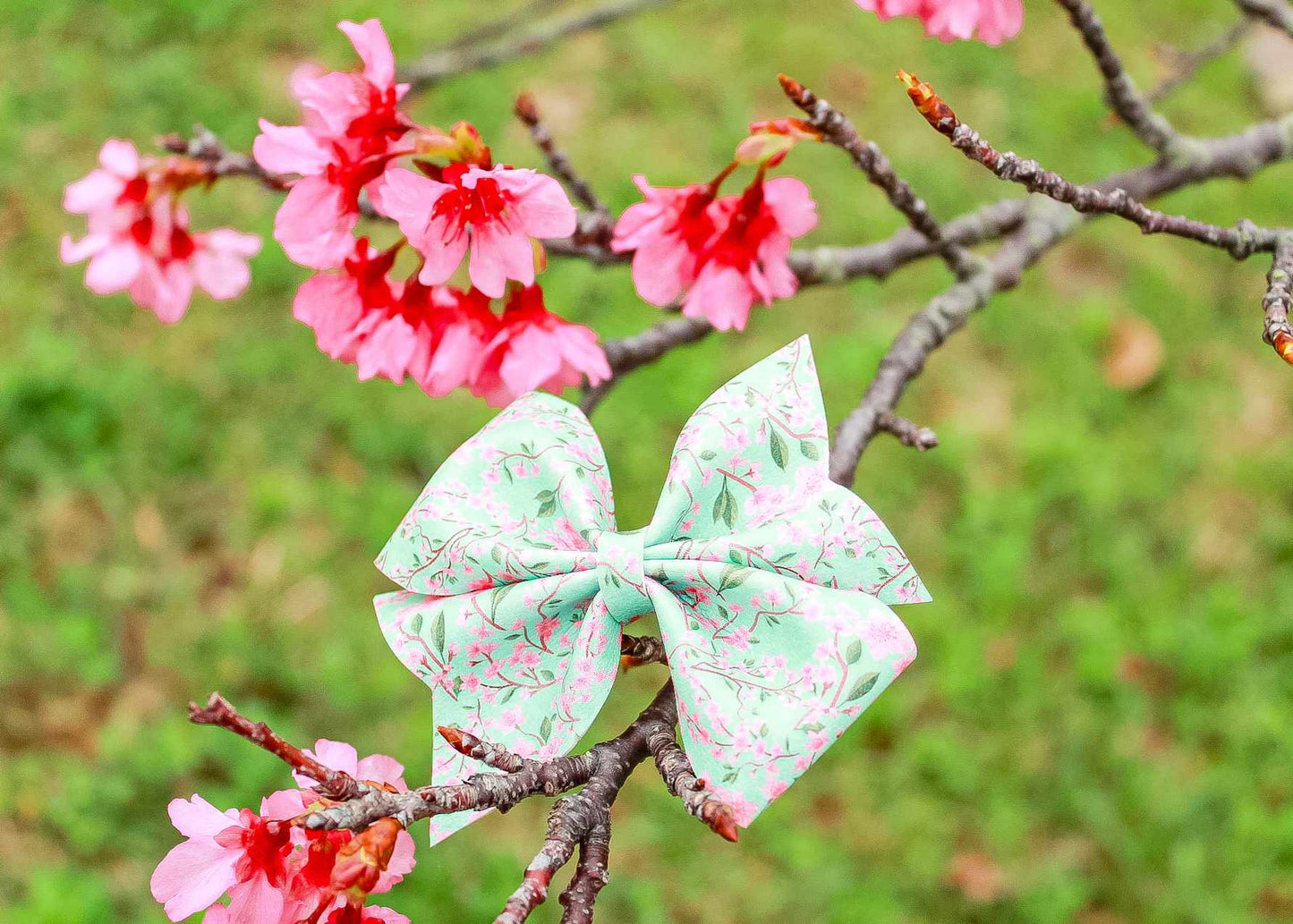 Cherry Blossom